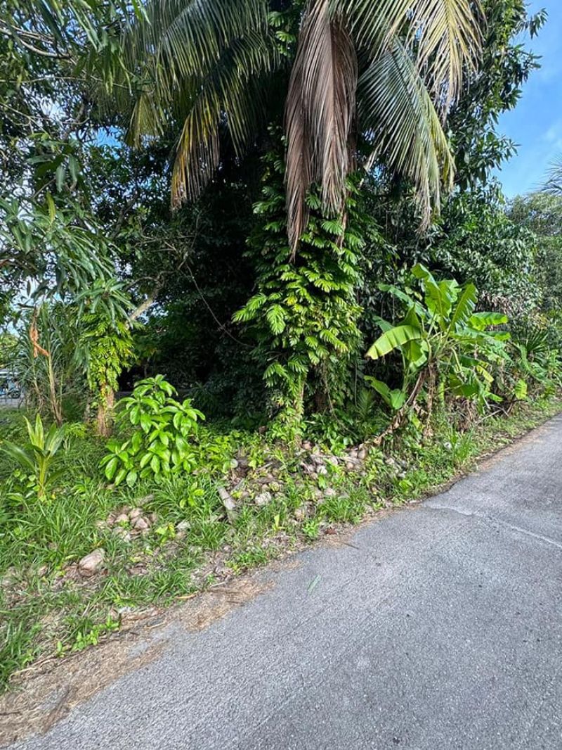 Tanah bendang sesuai untuk tapak rumah